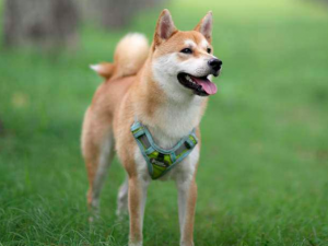 犬冠状病毒抗原 犬冠状病毒抗原