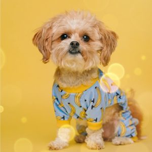 狗狗为什么会流鼻涕？狗流鼻涕的原因和治疗方法