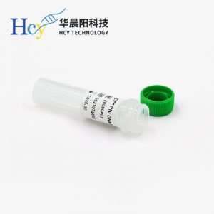 什么是DNA聚合酶